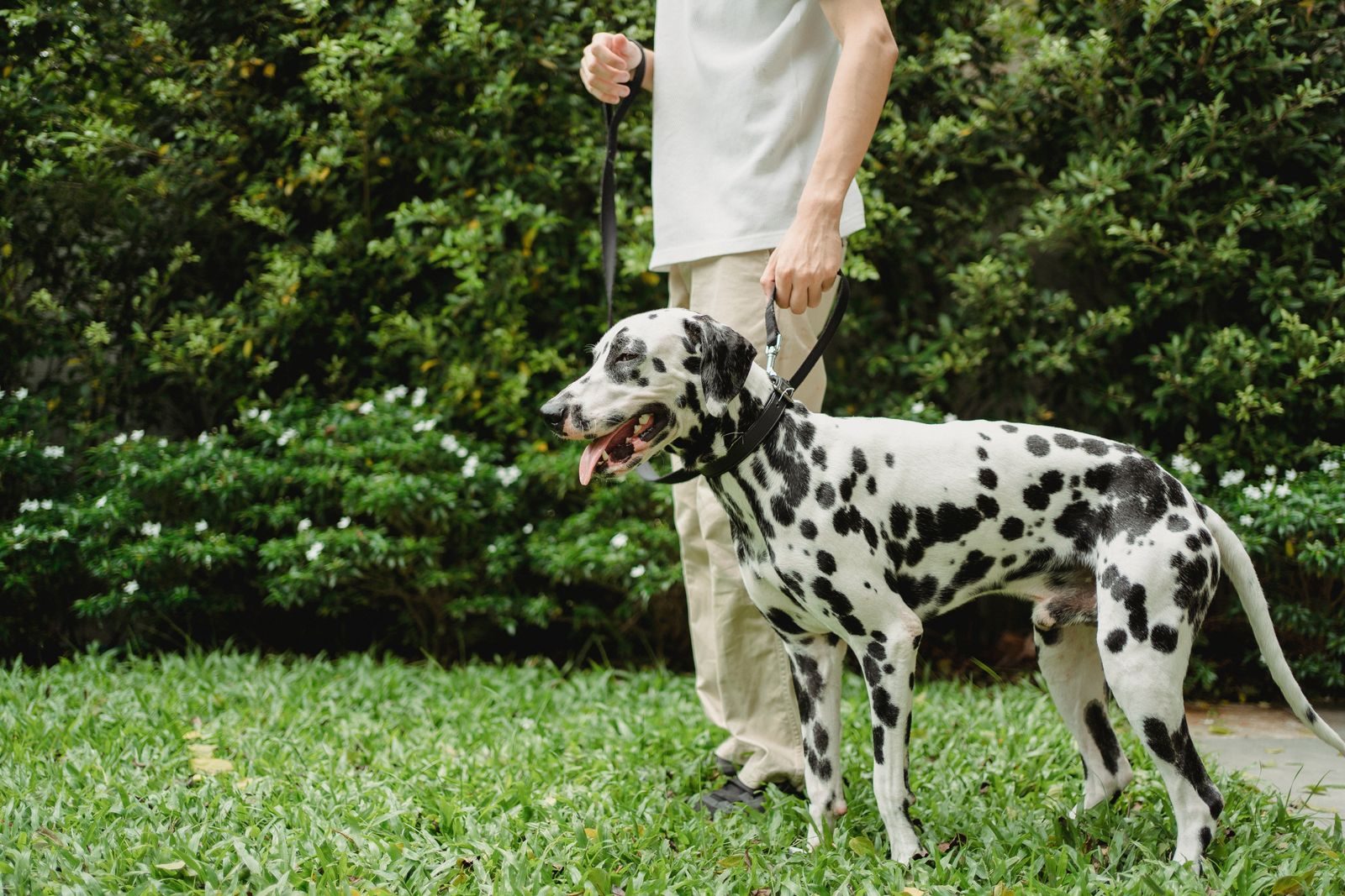 Dalmatian dog on a leash in a vibrant green park with lush foliage.